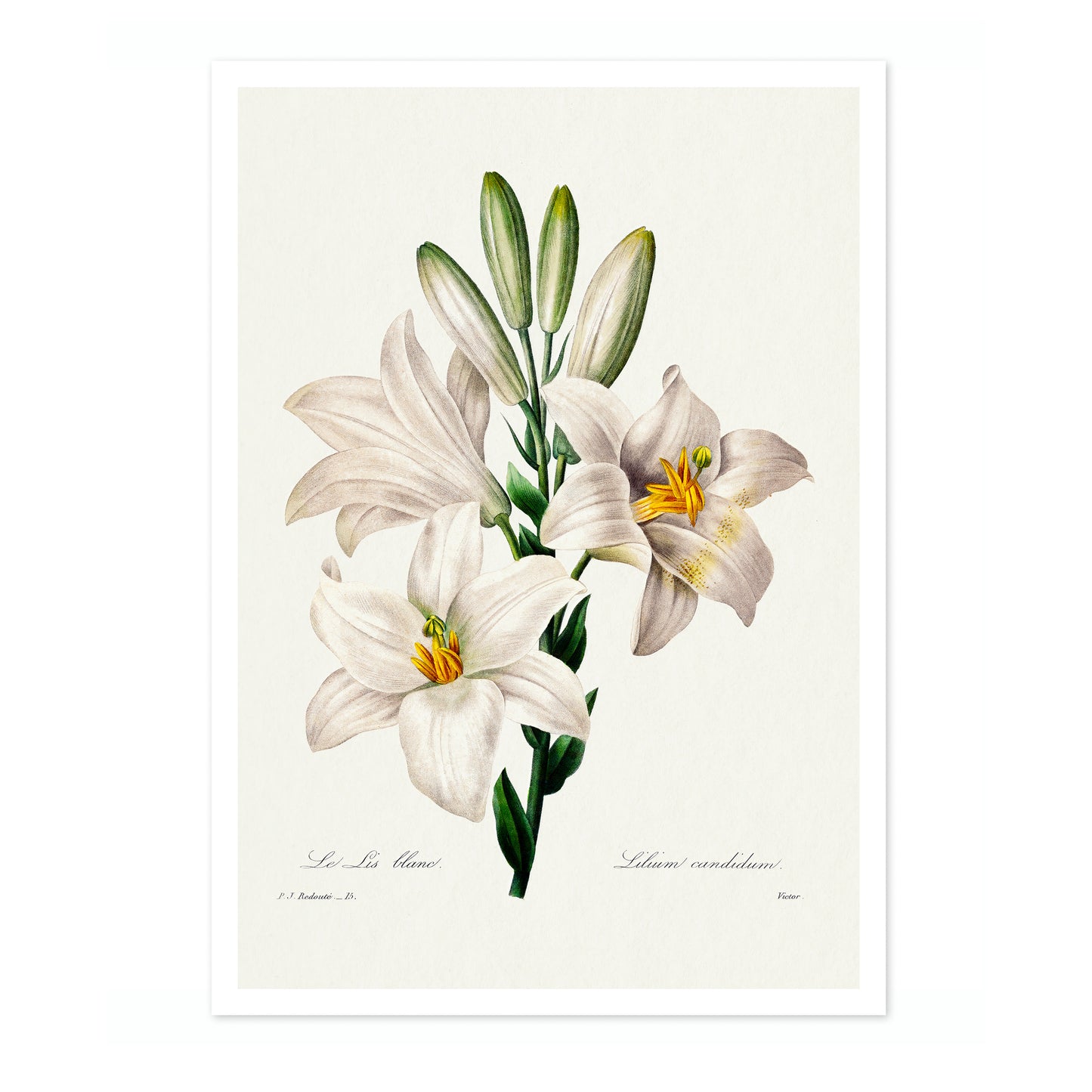 Madonna Lily