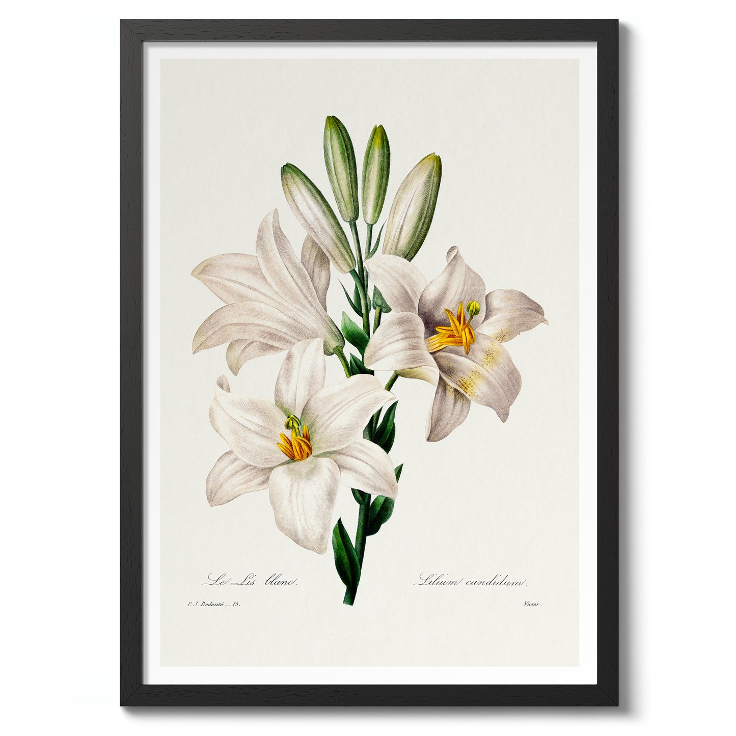 Madonna Lily