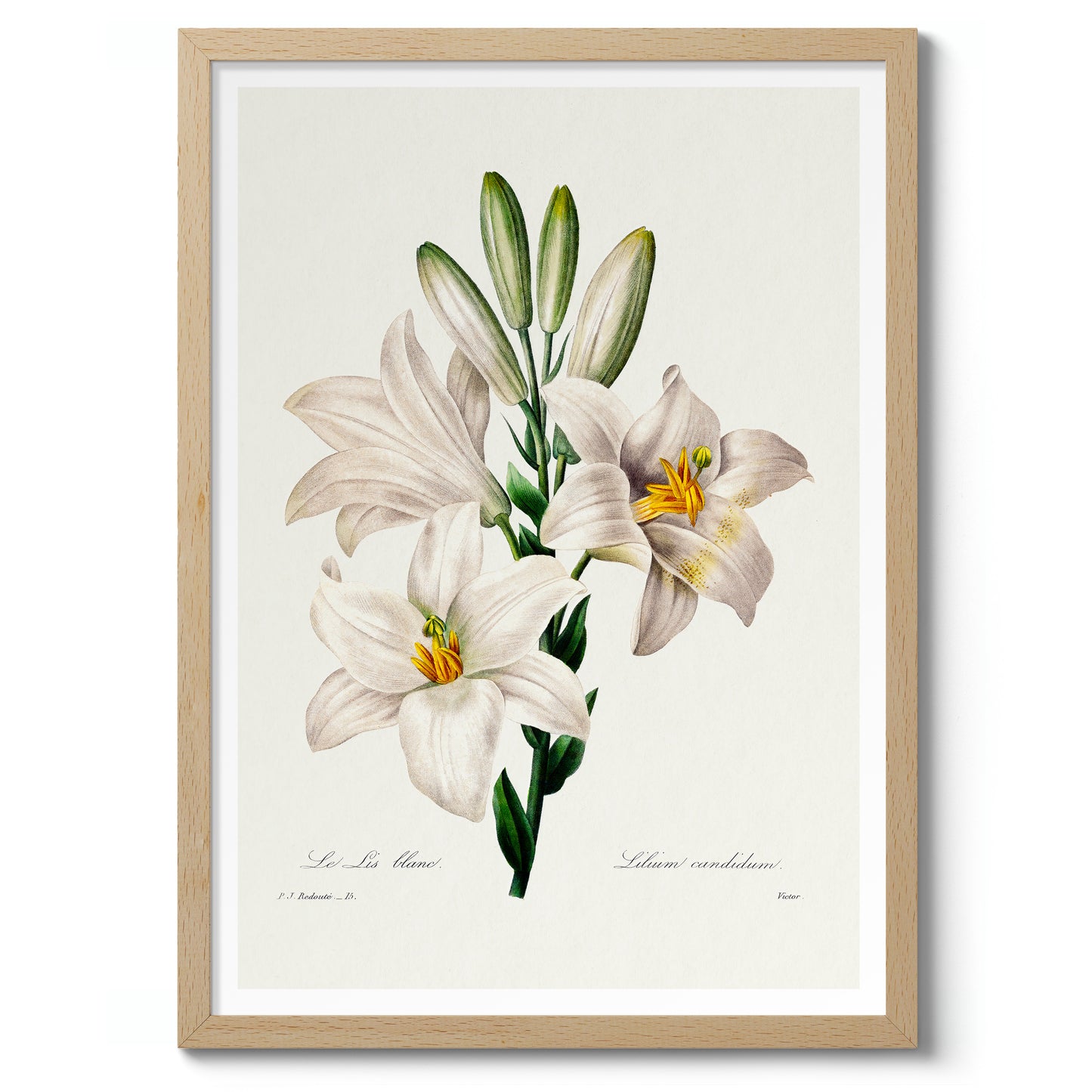 Madonna Lily