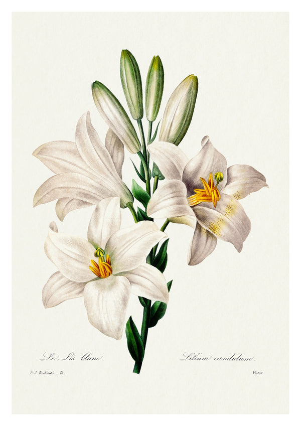 Lys de Madone