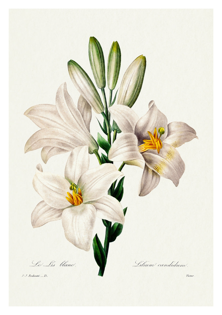 Lys de Madone - Print Only frame