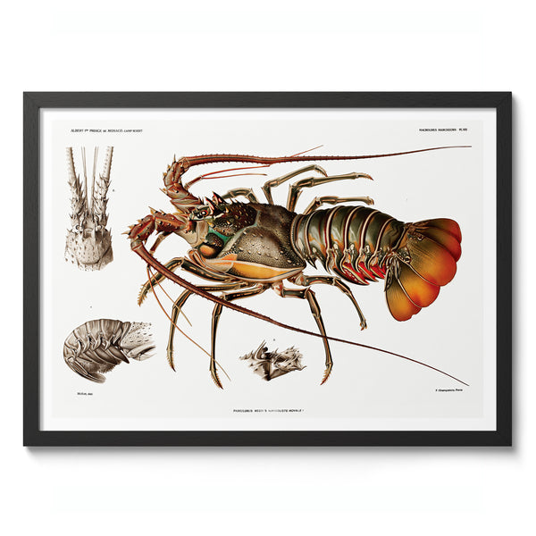 European Lobster