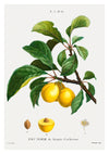 Gul Plommon print