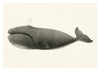 Baleine franche du Pacifique Nord print