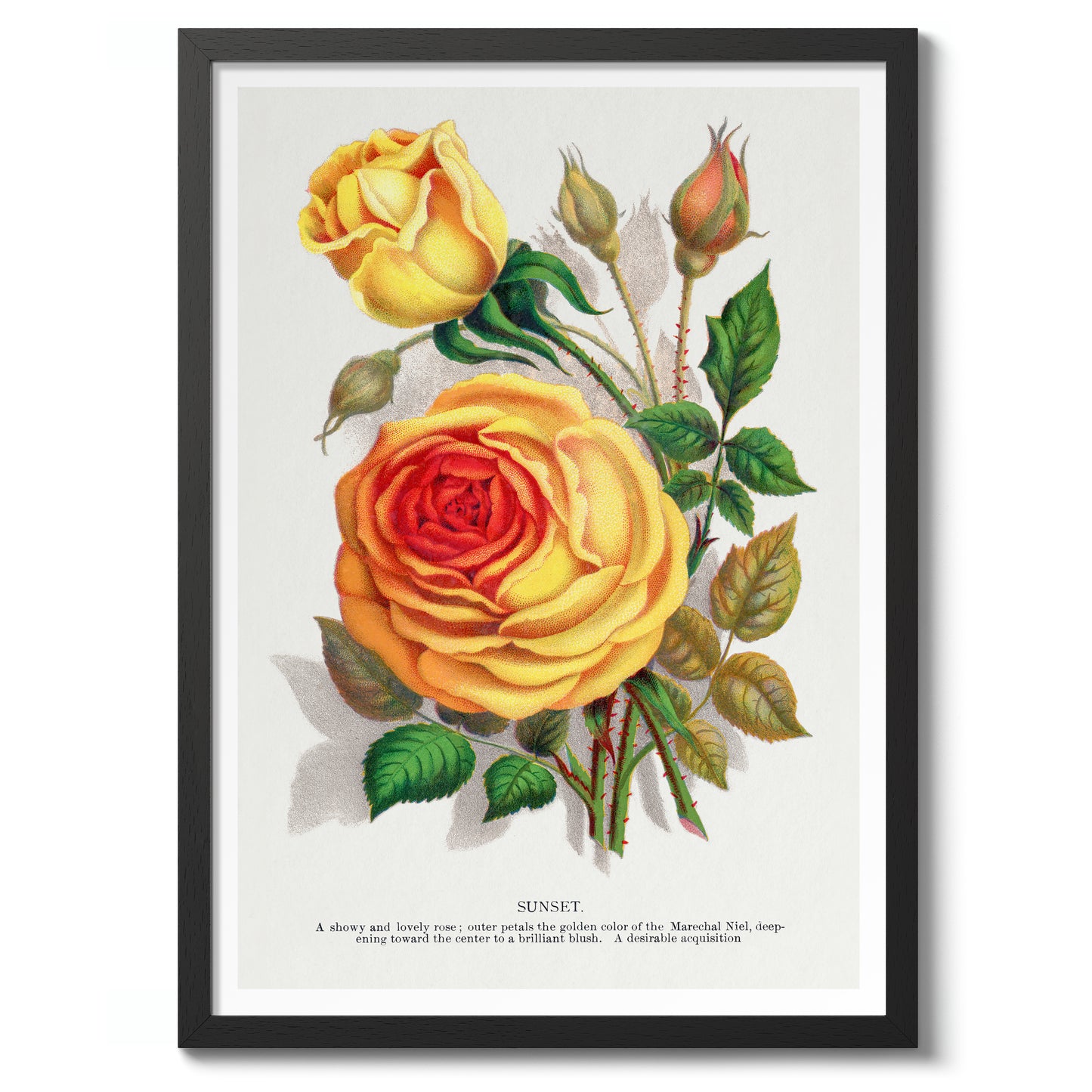 Gele zonsondergangroos