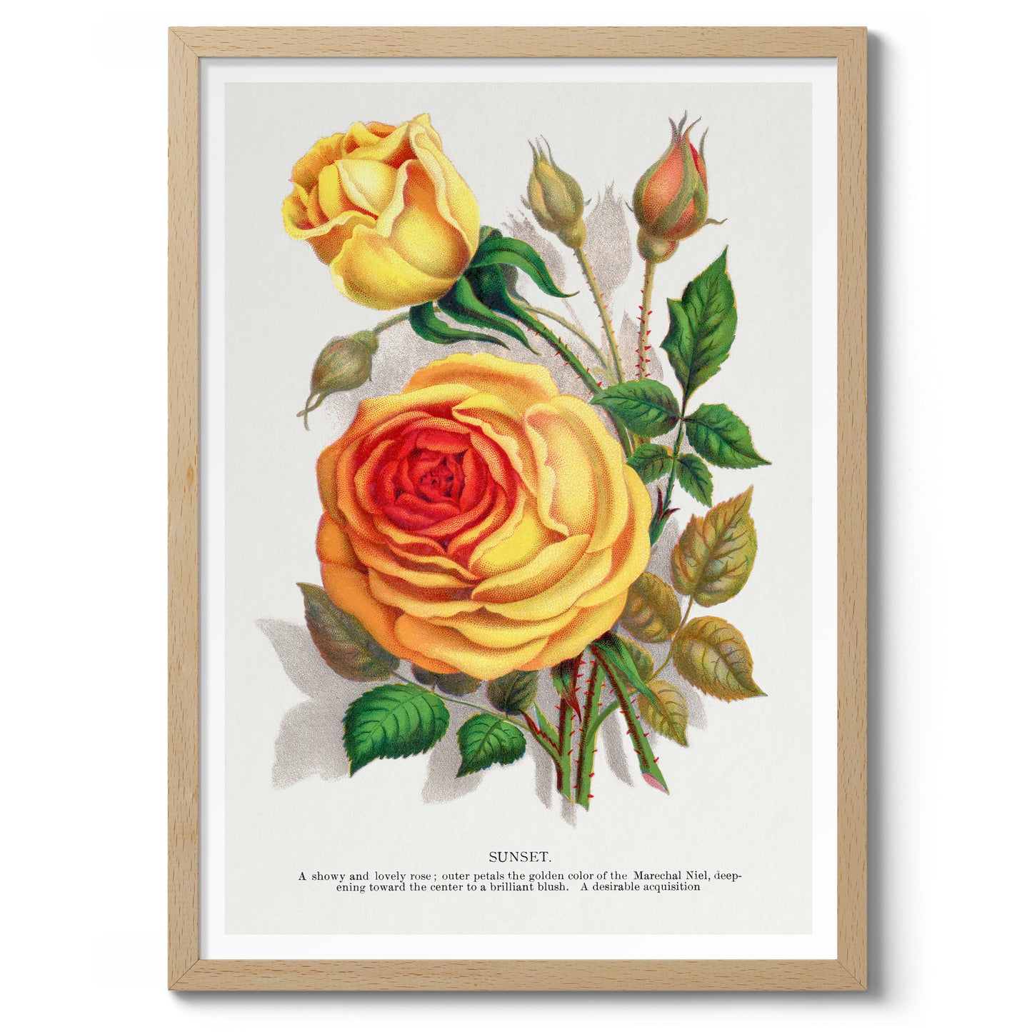 Gele zonsondergangroos