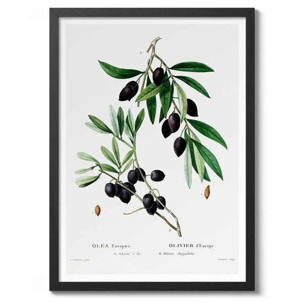 Olive Branch