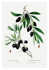 Olivkvist print