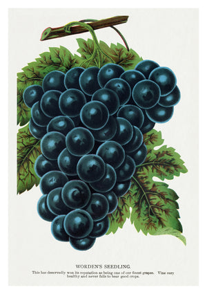 Worden's Seedling Grape