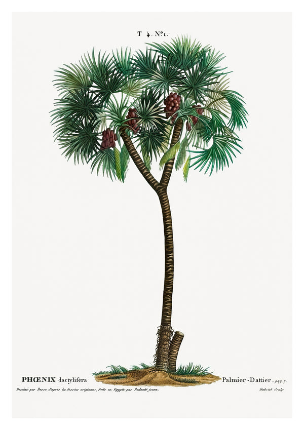 Dadelpalm