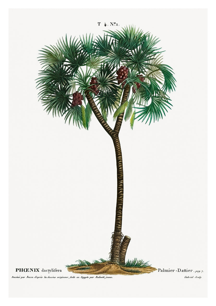 Date Palm - Print Only frame