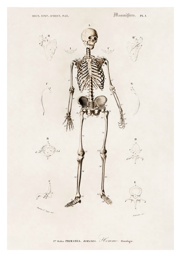 Human Skeleton