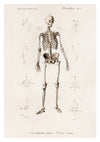 Human Skeleton print