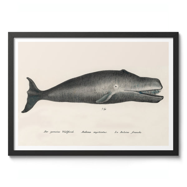 Bowhead Whale