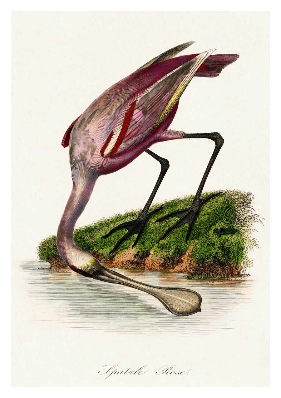 Roseate Spoonbill - Print Only frame