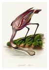 Roseate Spoonbill print