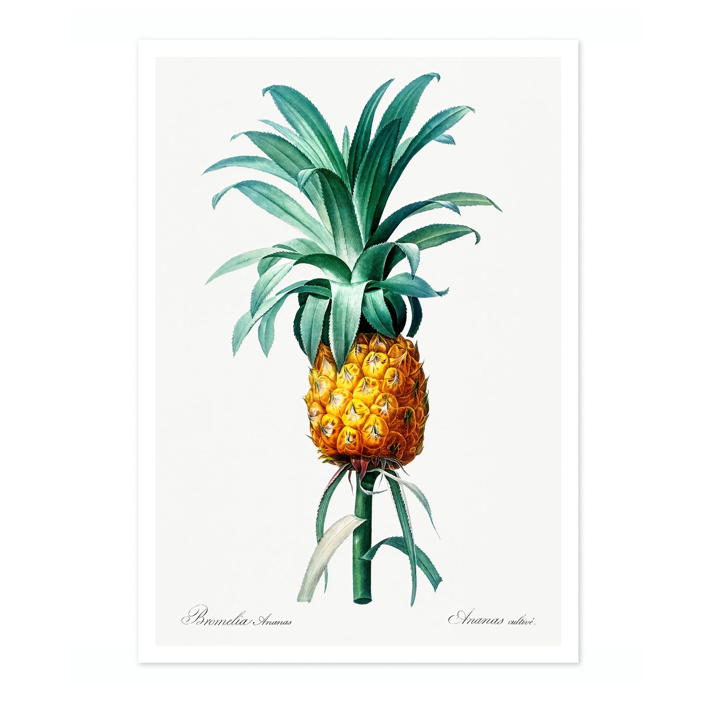 Ananas