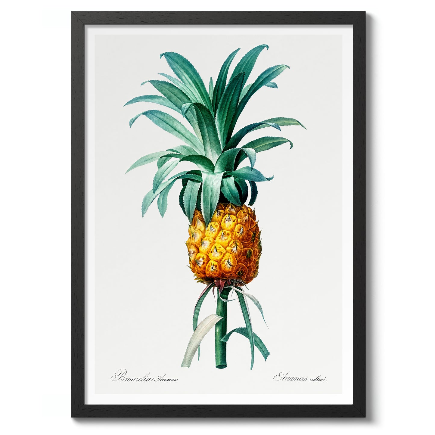 Ananas