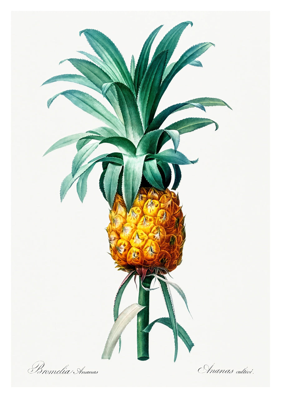 Ananas - Print Only frame