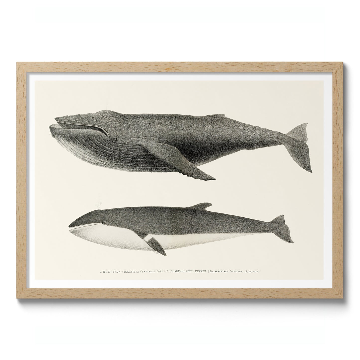 Humpback & Sharp Headed Finner Whales