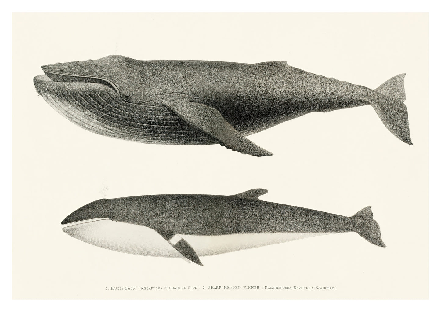 Humpback & Sharp Headed Finner Whales