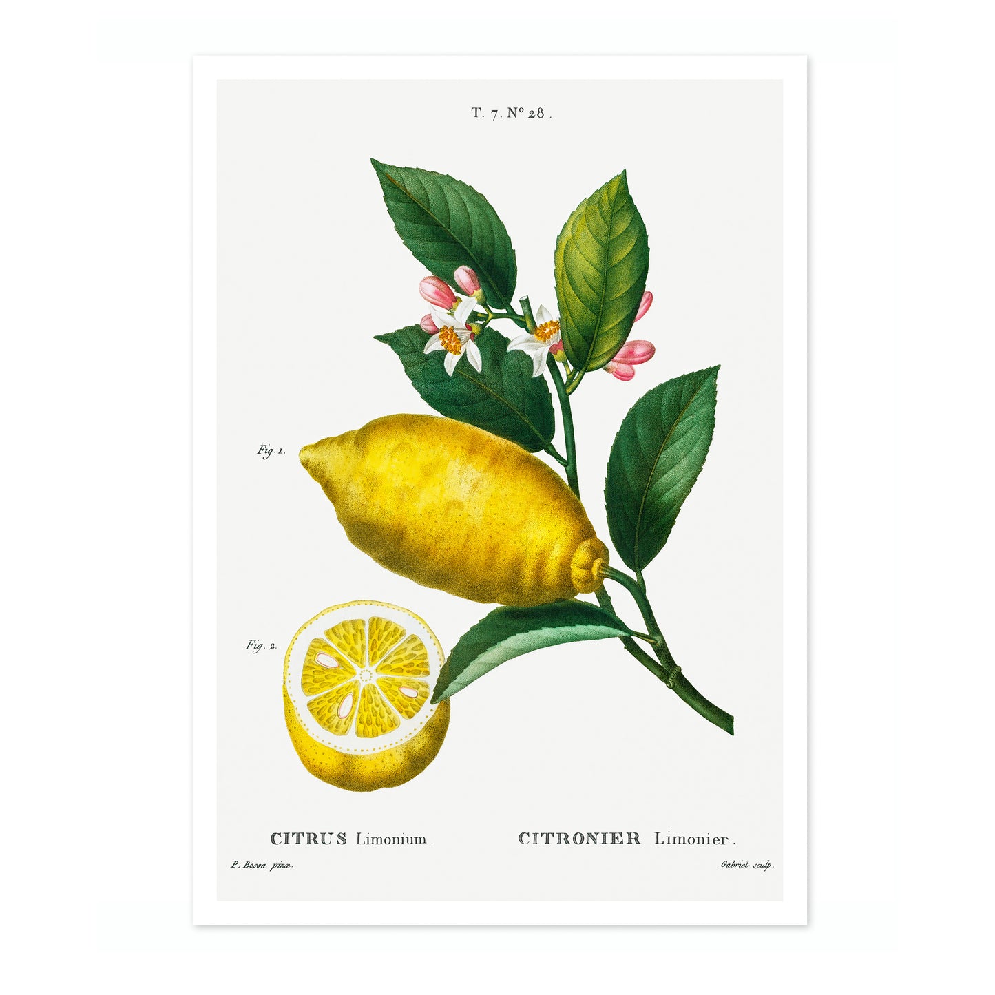 En förstorad citron