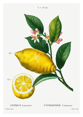 En förstorad citron print
