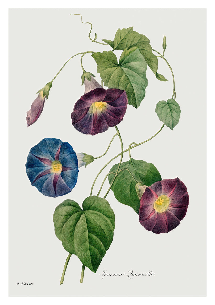 Stjärnglansblomma - Print Only frame