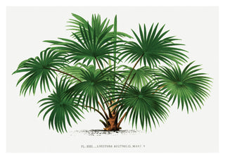 Livistona Australis print