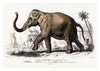 Asiatic Elephant print