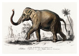 Aziatische olifant