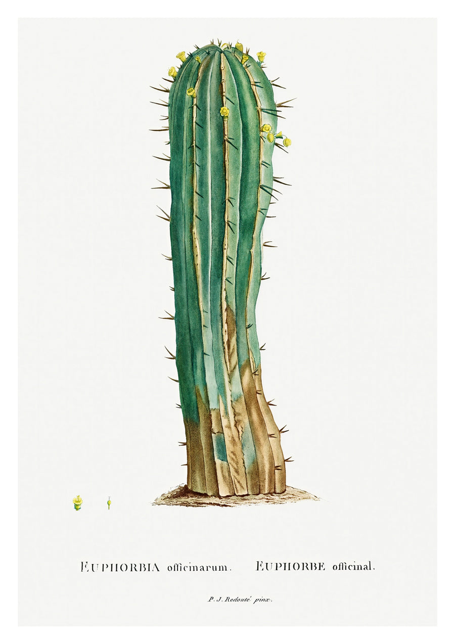 Cactus Euphorbia - Print Only frame
