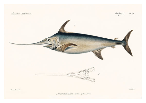 Schwertfisch
