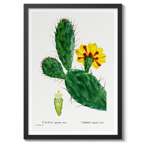 Cactus Opuntia Tuna