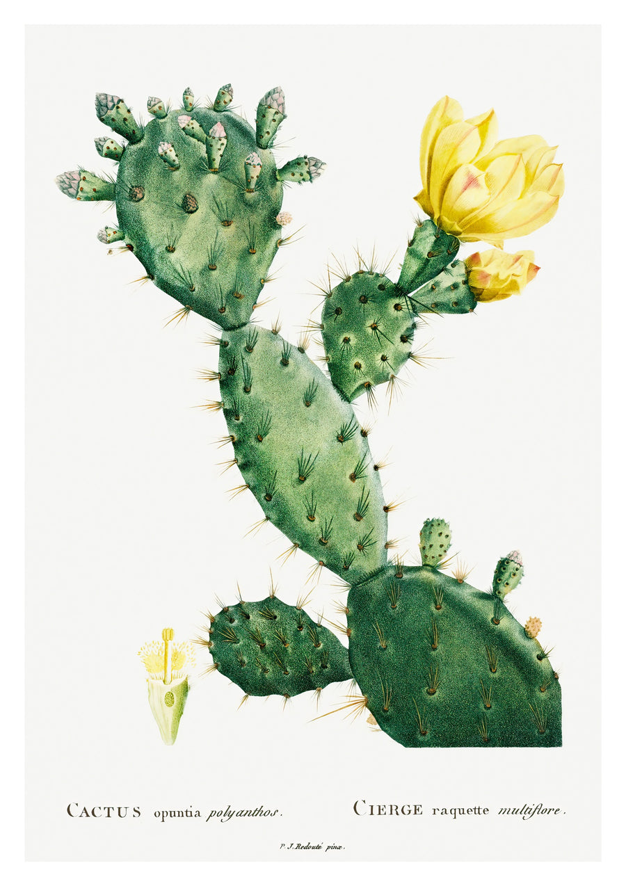 Kaktus Cochenillifer - Print Only frame