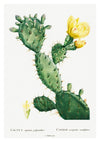 Kaktus Cochenillifer print