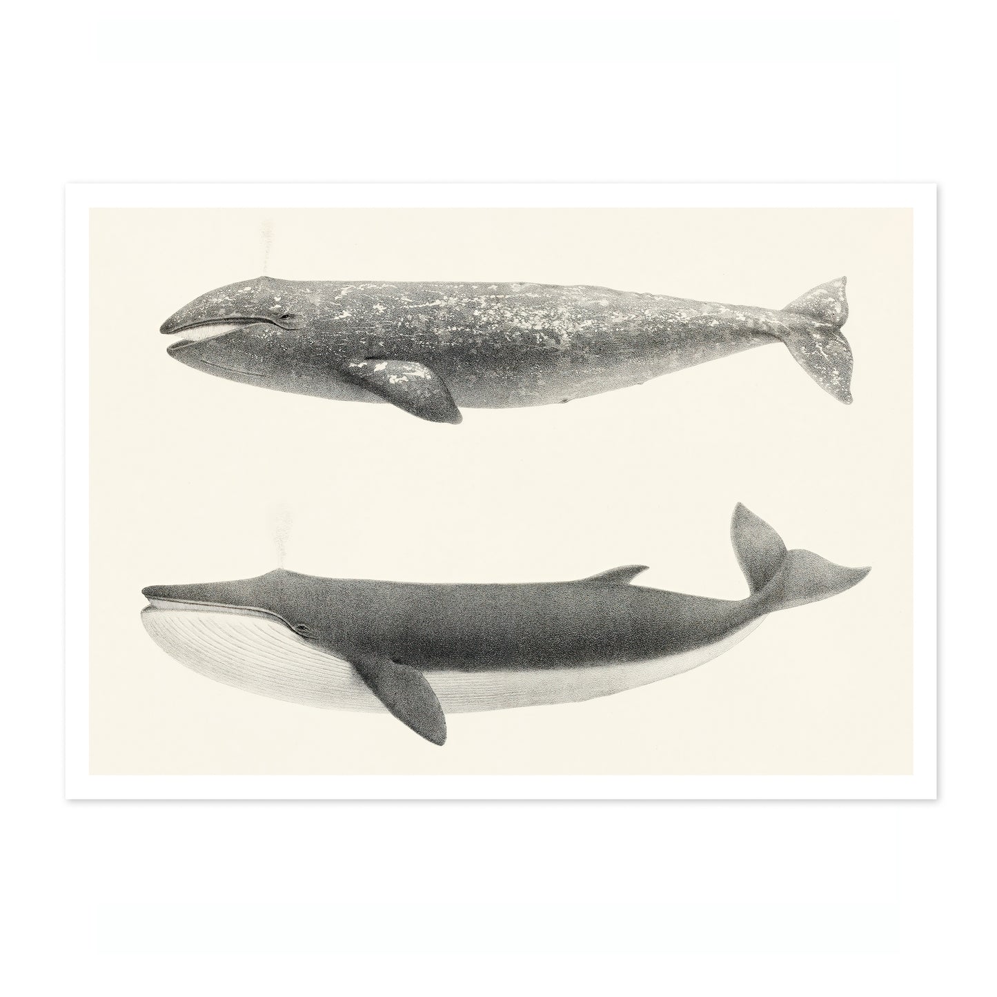 California Grey Whales