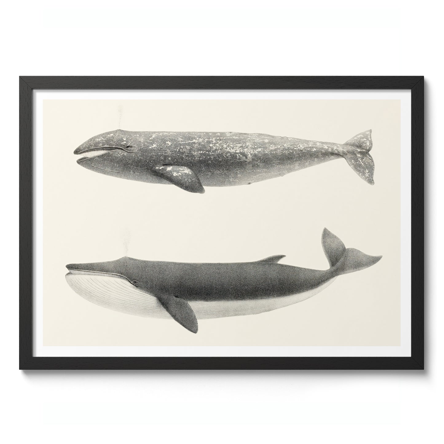 California Grey Whales