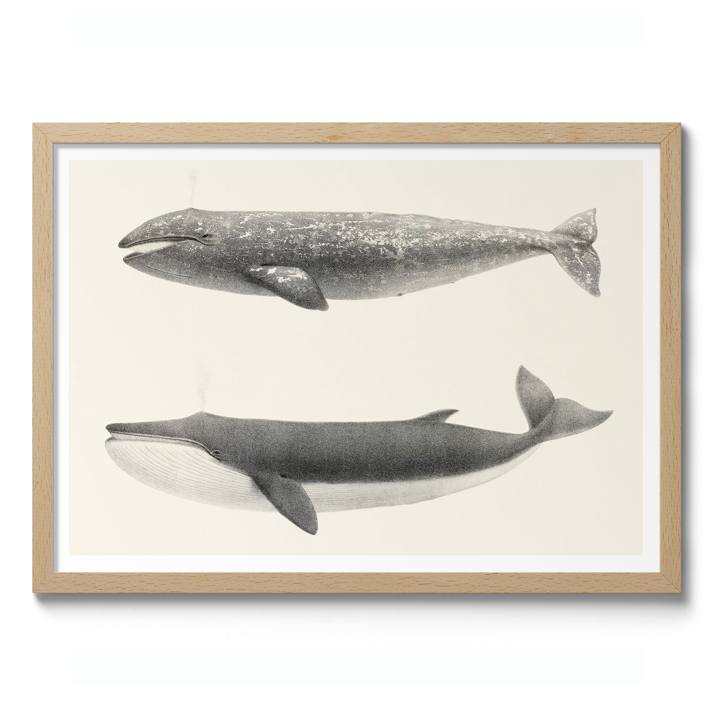 California Grey Whales