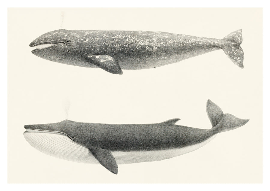 Baleines grises de Californie - Print Only frame