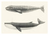 Baleines grises de Californie print
