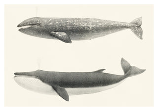 California Grey Whales print