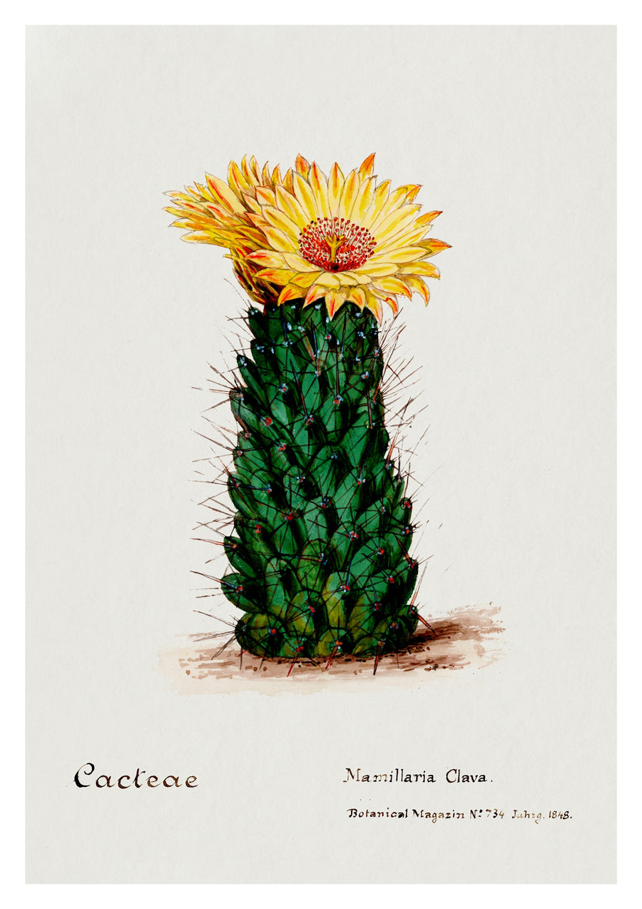 Cactus ruche - Print Only frame