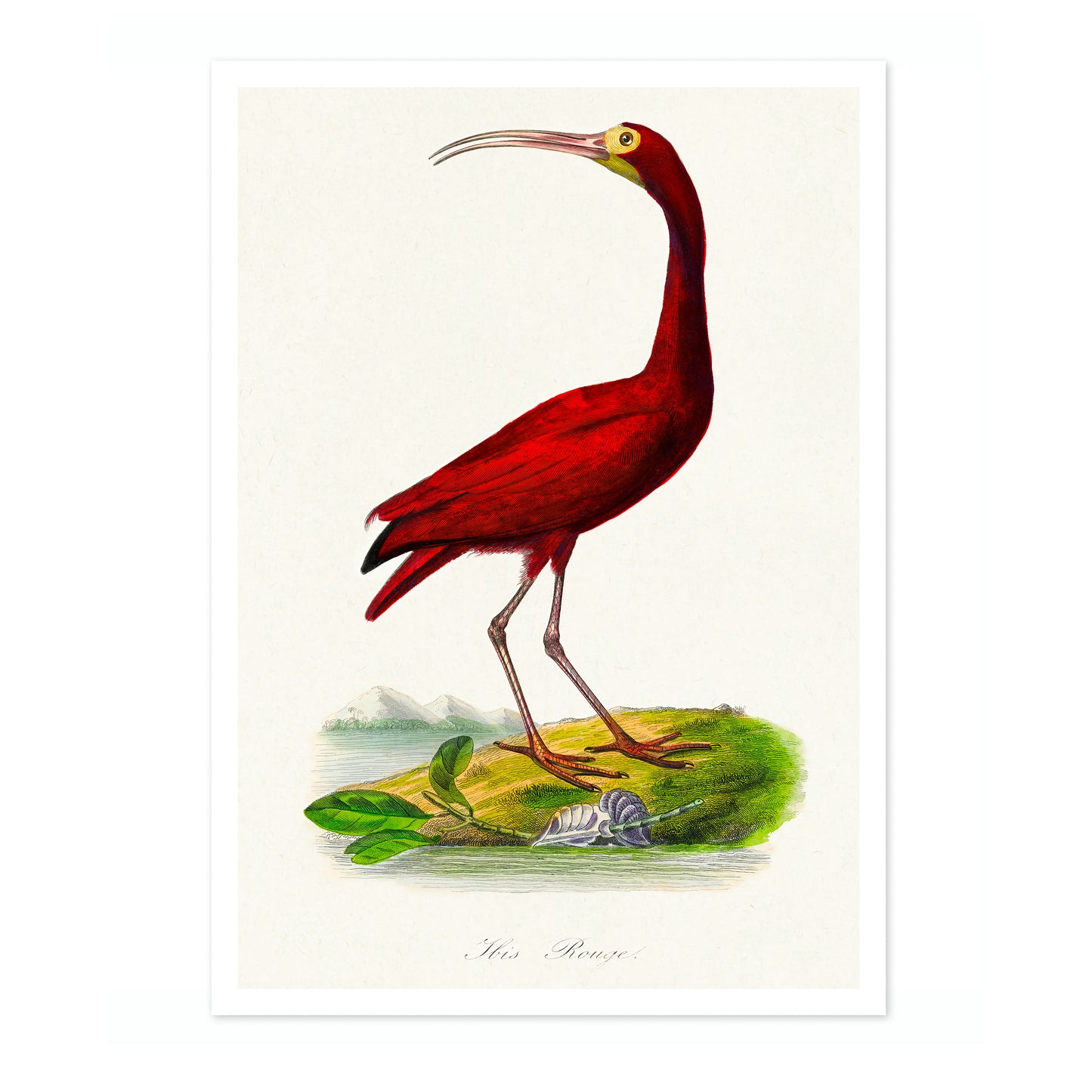 Scarlet Ibis
