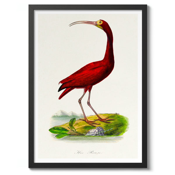 Scarlet Ibis