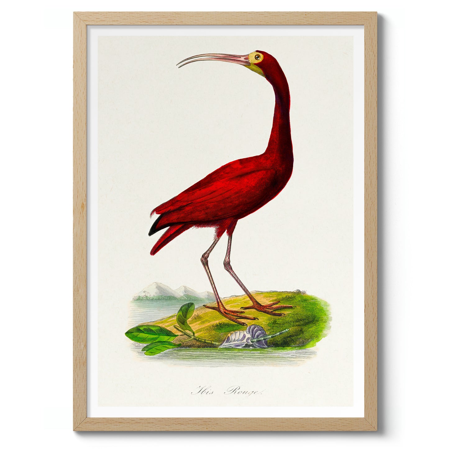 Scarlet Ibis