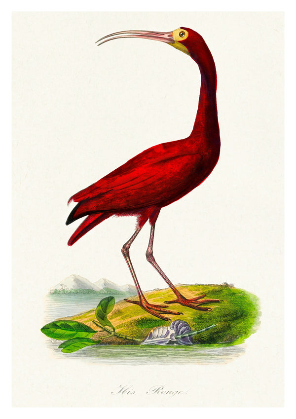 Skarlagensröd ibis