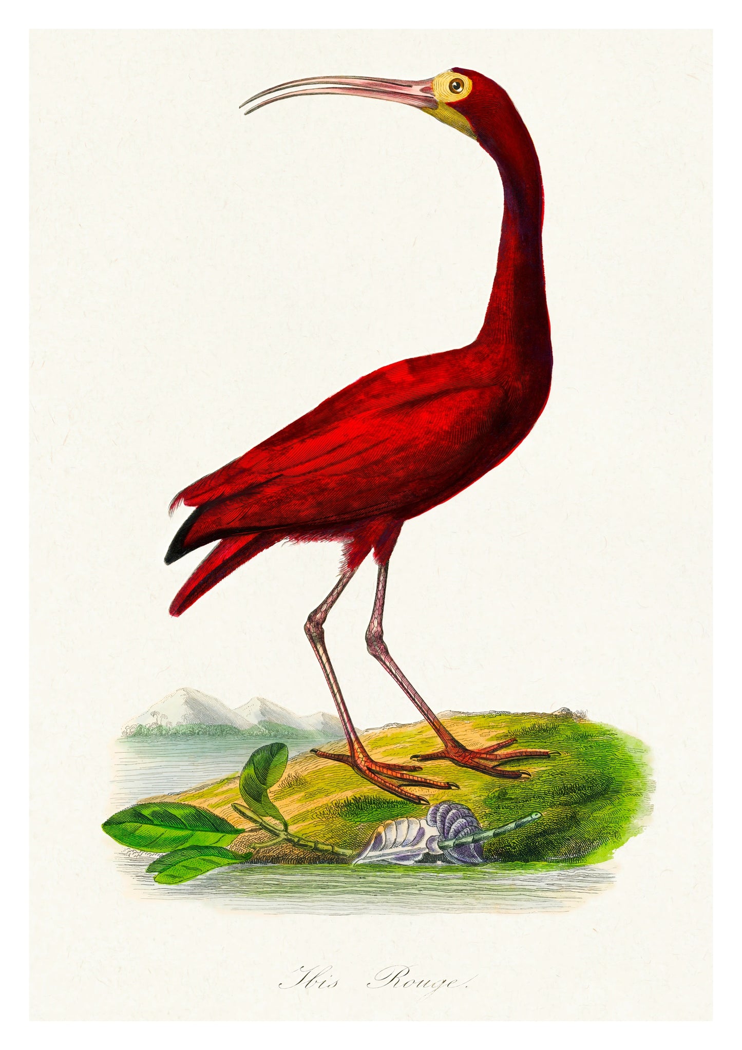 Scarlet Ibis