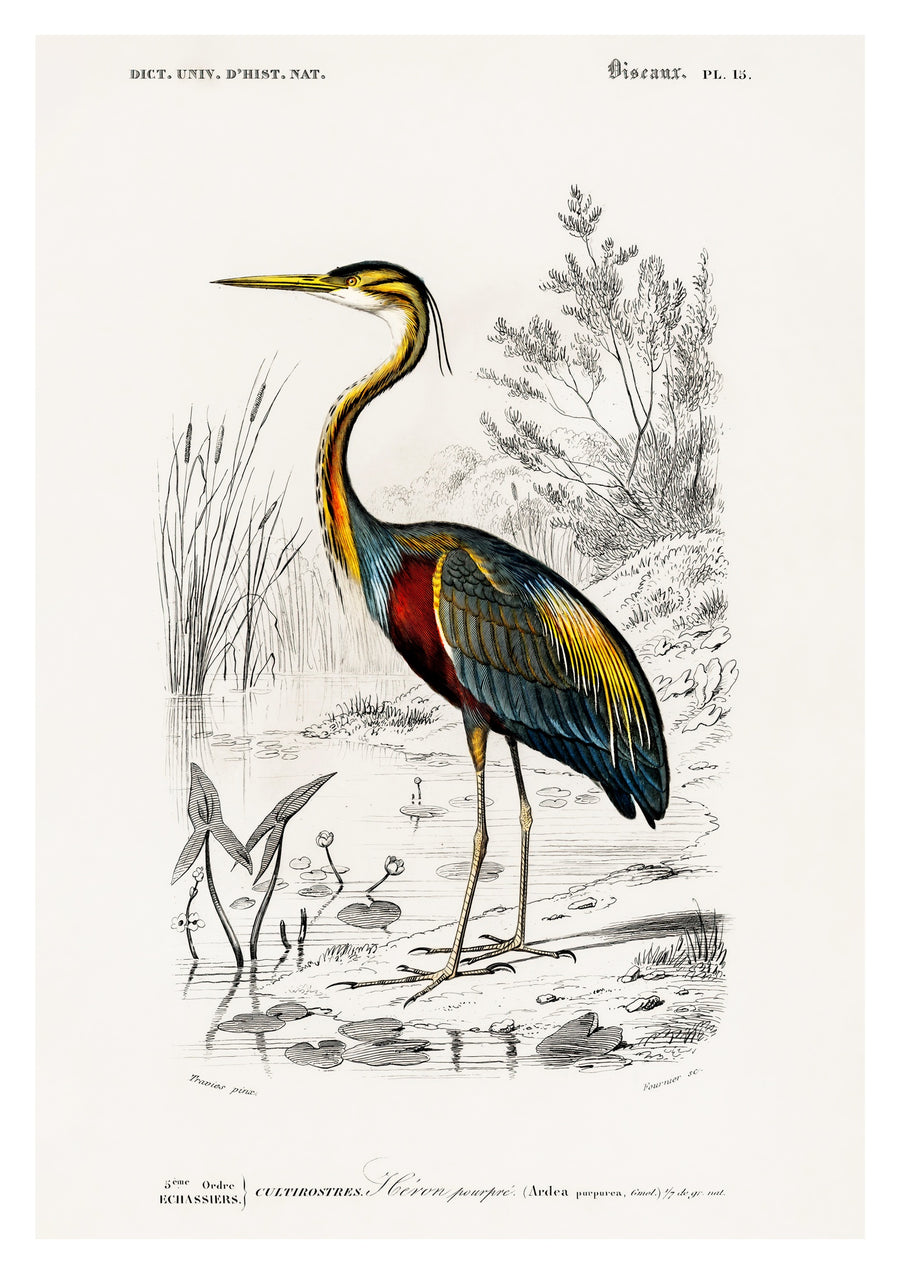 Purpurreiher - Print Only frame