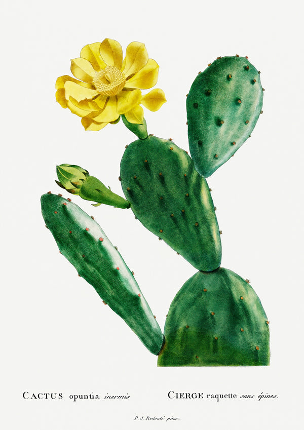 Cactus Opuntia Inermis